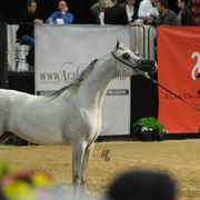 Junior Mare Gold Champion: Mozn Albidayer (S.M.A. Magic One X Mattaharii)