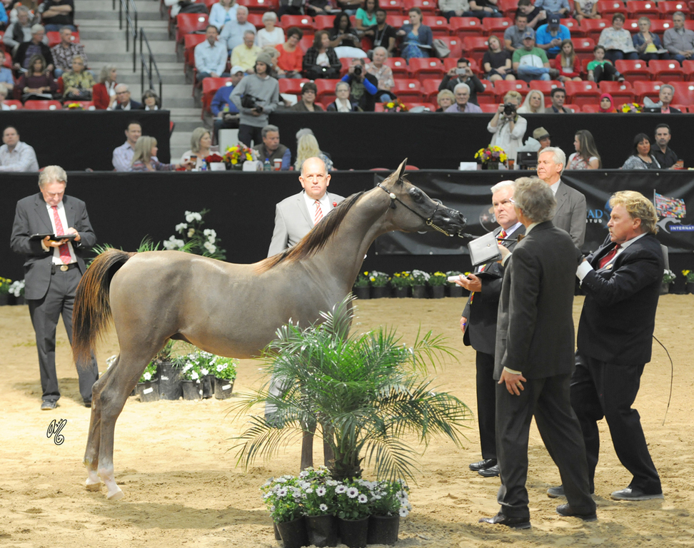 Yearling Colt Silver Champion: Hermes MA (Hariry Al Shaqab X Legacys Treasure)