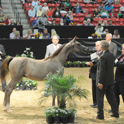 Yearling Colt Silver Champion: Hermes MA (Hariry Al Shaqab X Legacys Treasure)