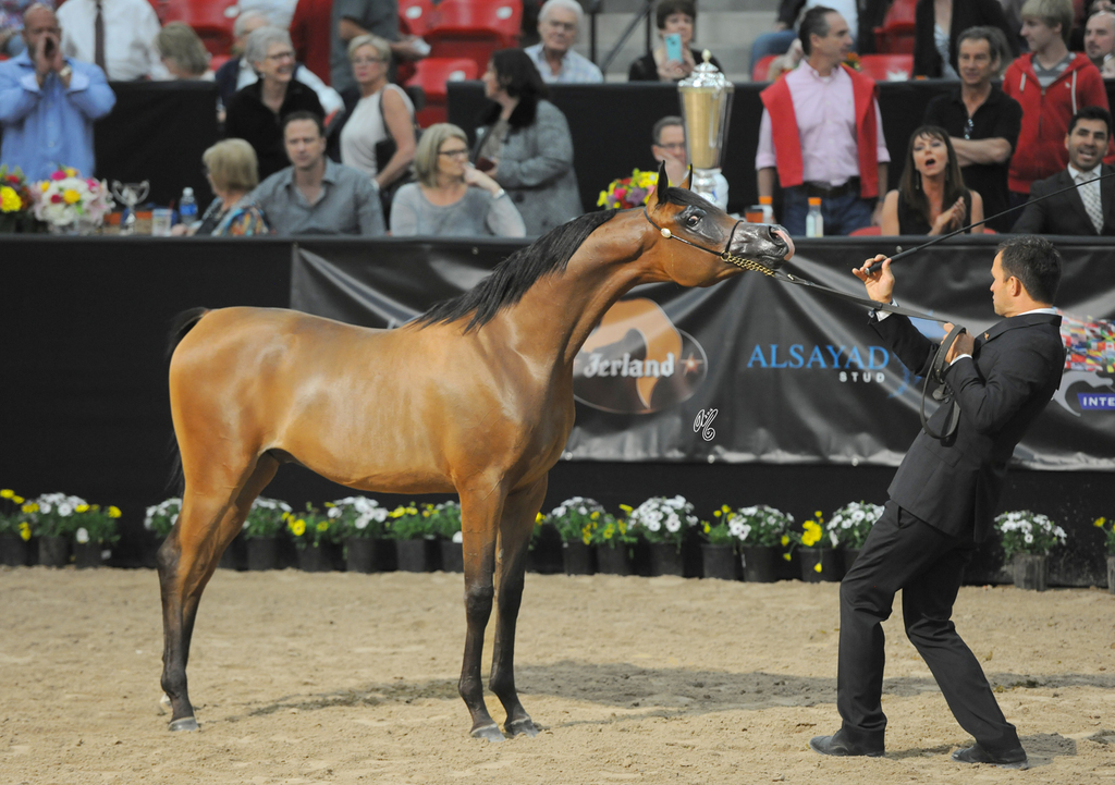 Yearling Colt Gold Champion: Rajj Albidayer (Marajj X Loredonna Z)