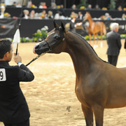 Yearling Colt Gold Champion: Rajj Albidayer (Marajj X Loredonna Z)