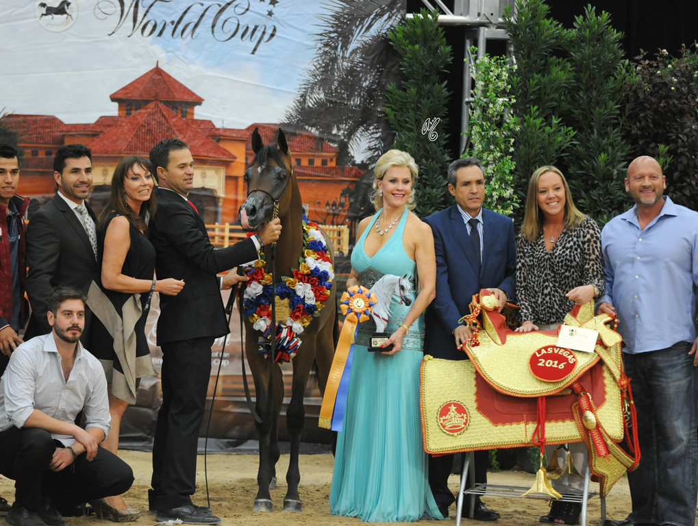 Yearling Colt Gold Champion: Rajj Albidayer (Marajj X Loredonna Z)