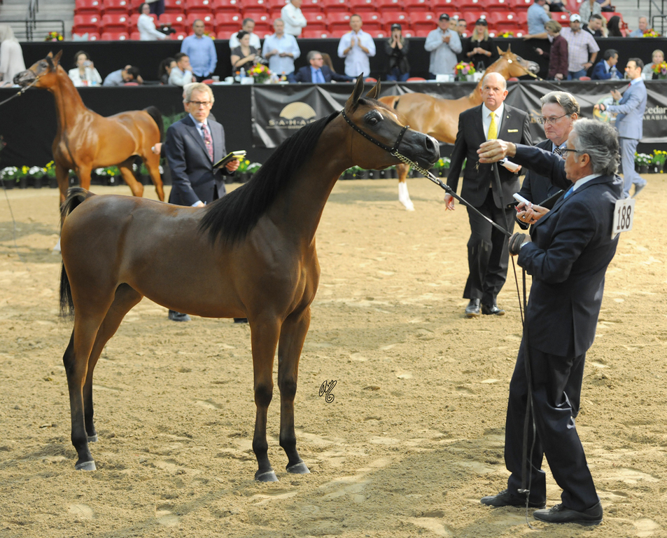 Yearling Filly Bronze Champion: RHR Adora B (OFW Magic Wan X Amora B)