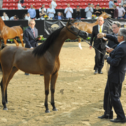 Yearling Filly Bronze Champion: RHR Adora B (OFW Magic Wan X Amora B)