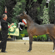 Yearling Filly Gold Champion: Mystic Magnolia PF (Ever After NA X Mystic Rose BHF)