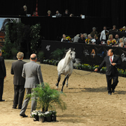 Senior Stallion: El Chall