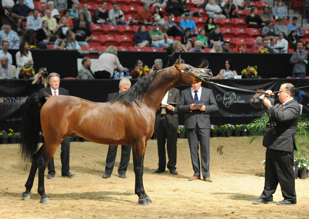 Senior Stallion: Brixx IE