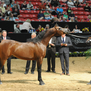Senior Stallion: Brixx IE