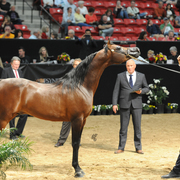 Senior Stallion: El Mago BPA