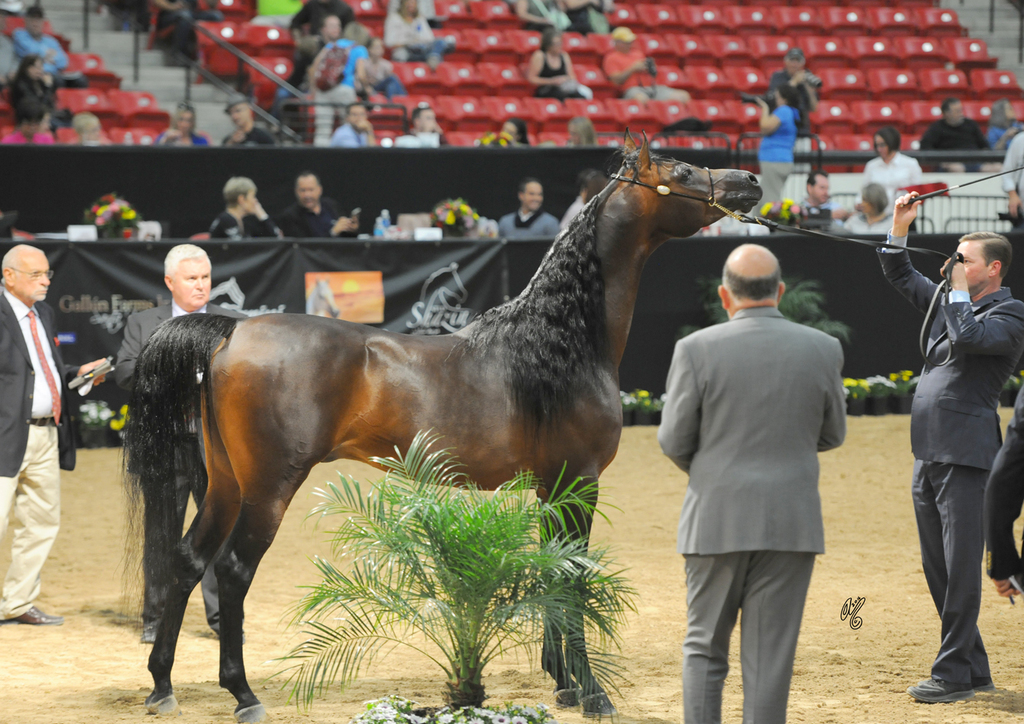 Senior Stallion: Kavalle MI