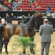 Senior Stallion: Kavalle MI