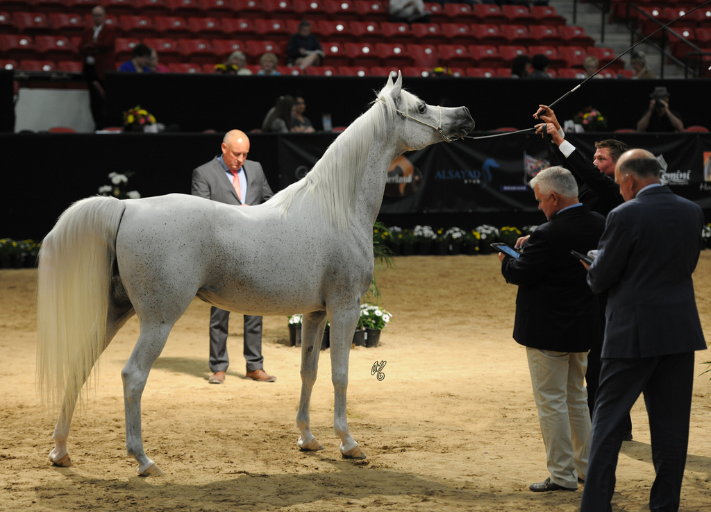 Senior Mare: American Fantasy