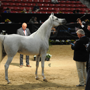 Senior Mare: American Fantasy