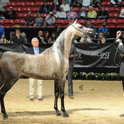 Senior Mare: Impressa MI