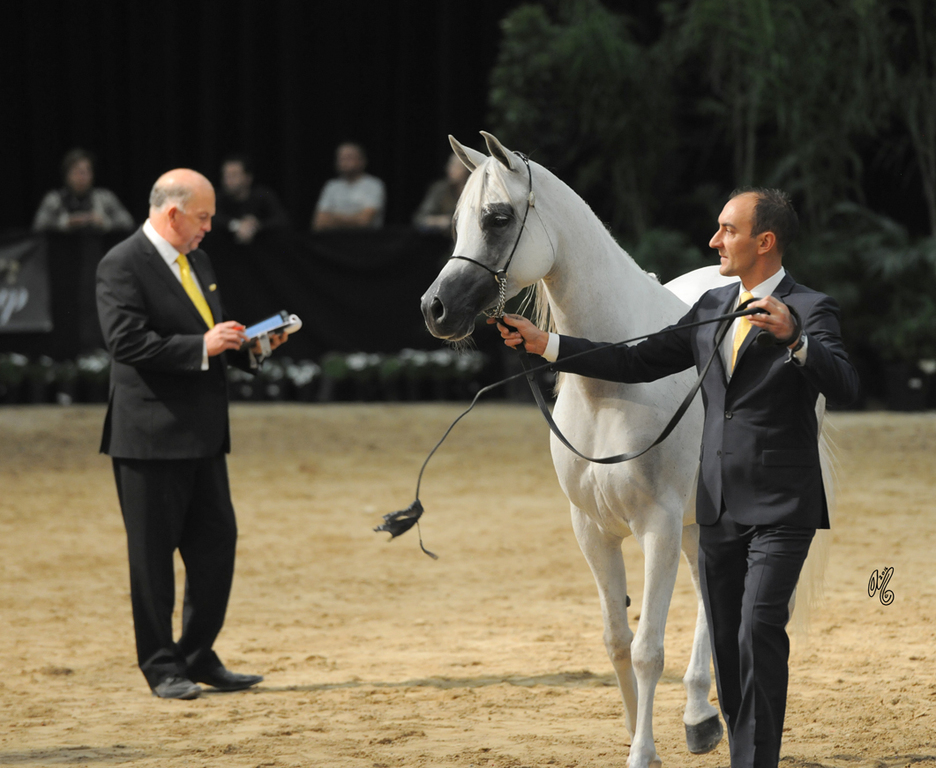 Senior Mare: Om El Soraya