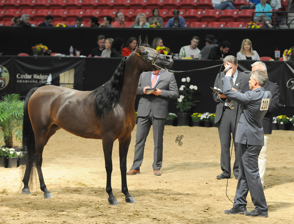 Senior Mare: Vangelika Ever JM