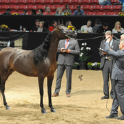 Senior Mare: Vangelika Ever JM