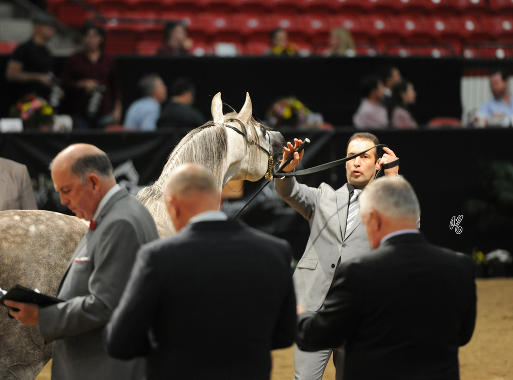 Junior Stallion: Montana Marjan