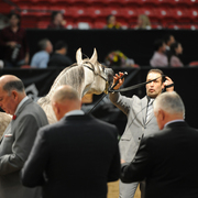 Junior Stallion: Montana Marjan