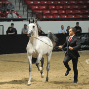 Junior Stallion: Shaheen C