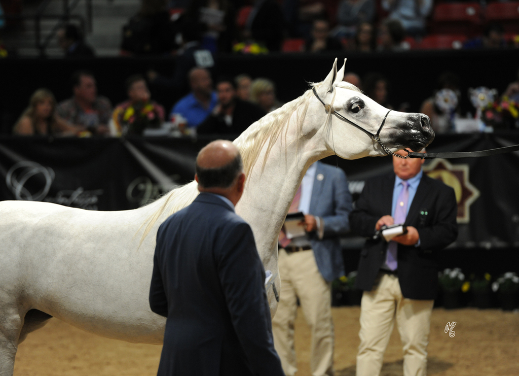 Junior Mare: Divine Justice CME