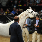 Junior Mare: Divine Justice CME