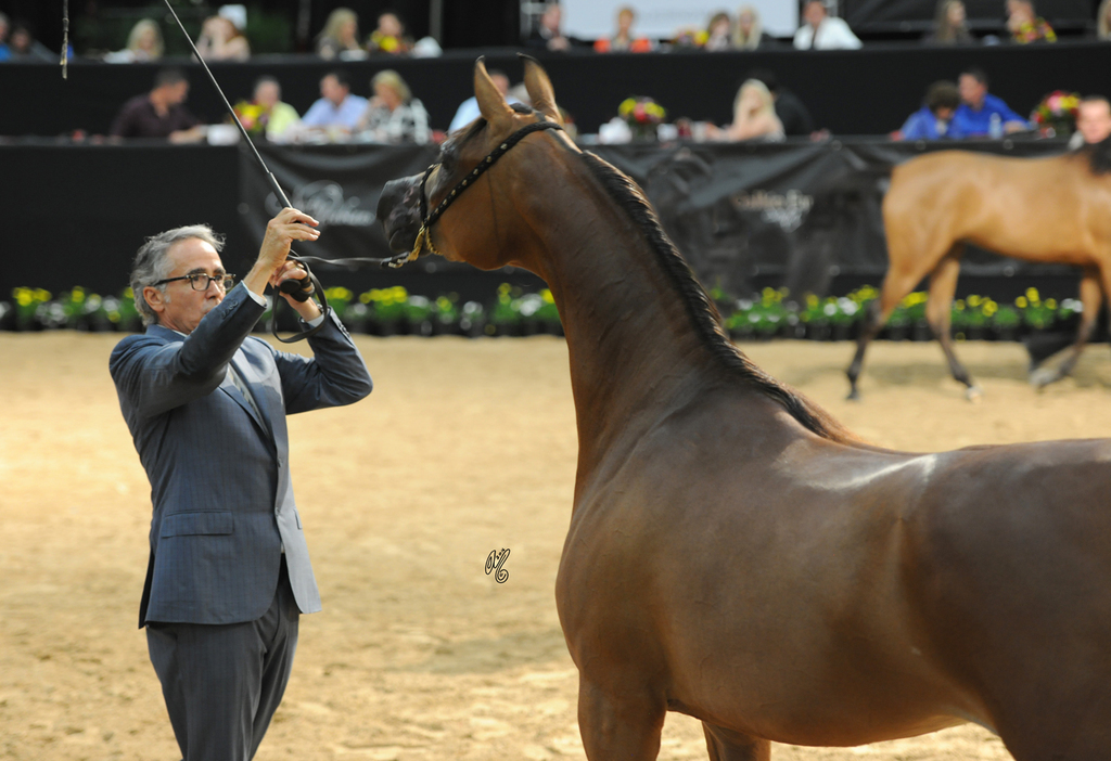 Junior Mare: Izzabella Dona