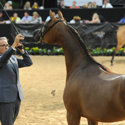 Junior Mare: Izzabella Dona