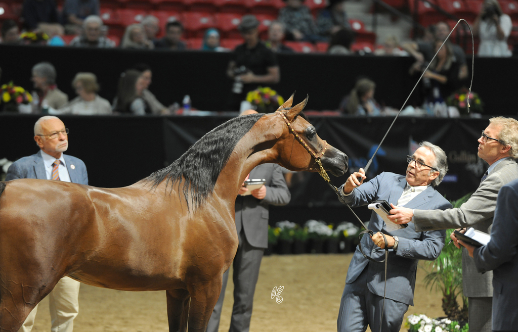 Junior Mare: Rasha Albidayer