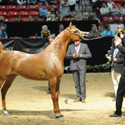 Junior Mare: Satin Doll GA