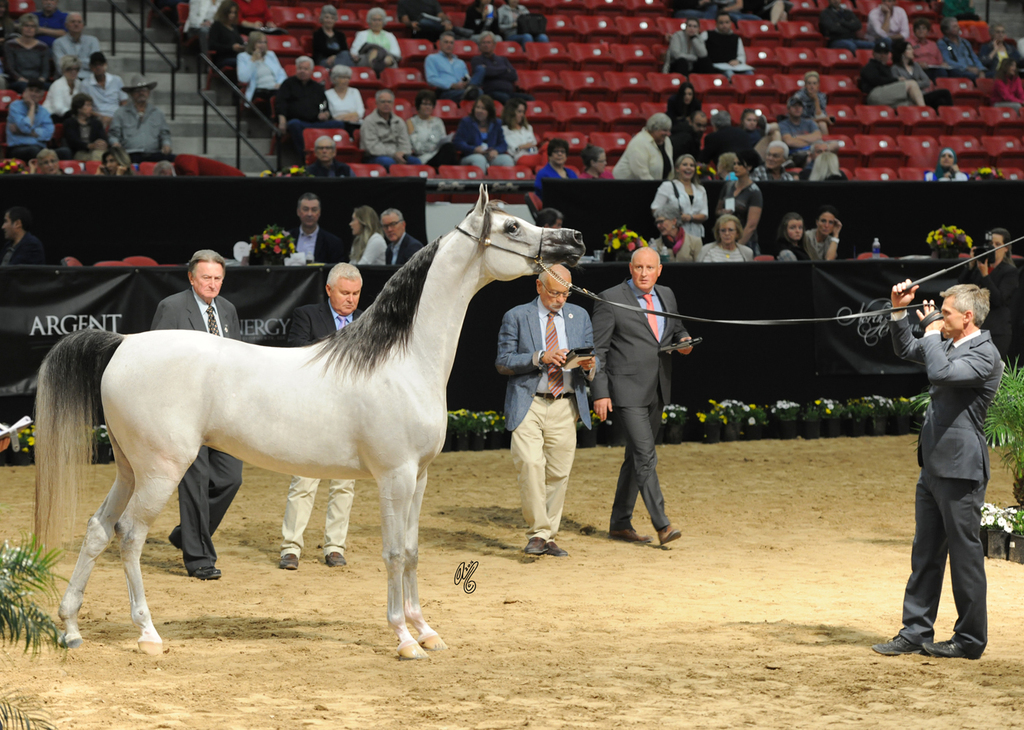 Junior Mare: SVA Chats Pajamas