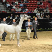 Junior Mare: SVA Chats Pajamas