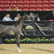 Yearling Colt: Jairo CA