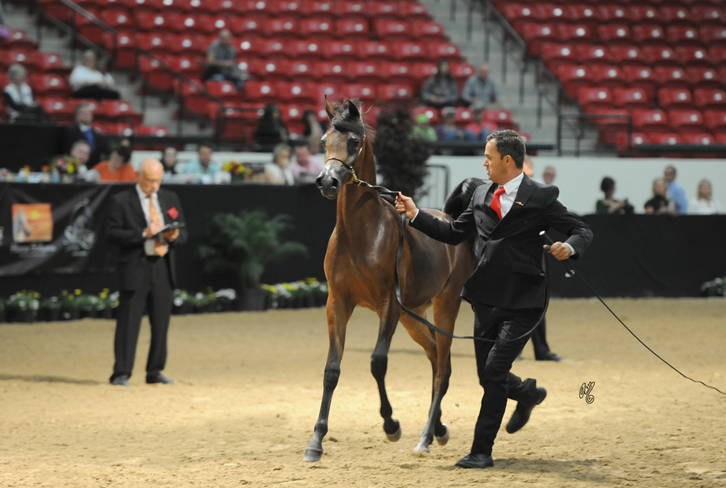Yearling Filly: Belencia NA