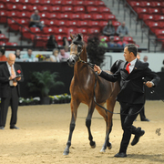Yearling Filly: Belencia NA