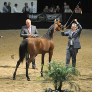 Yearling Filly: MB Doha