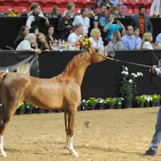Yearling Filly: Truly Memoraable