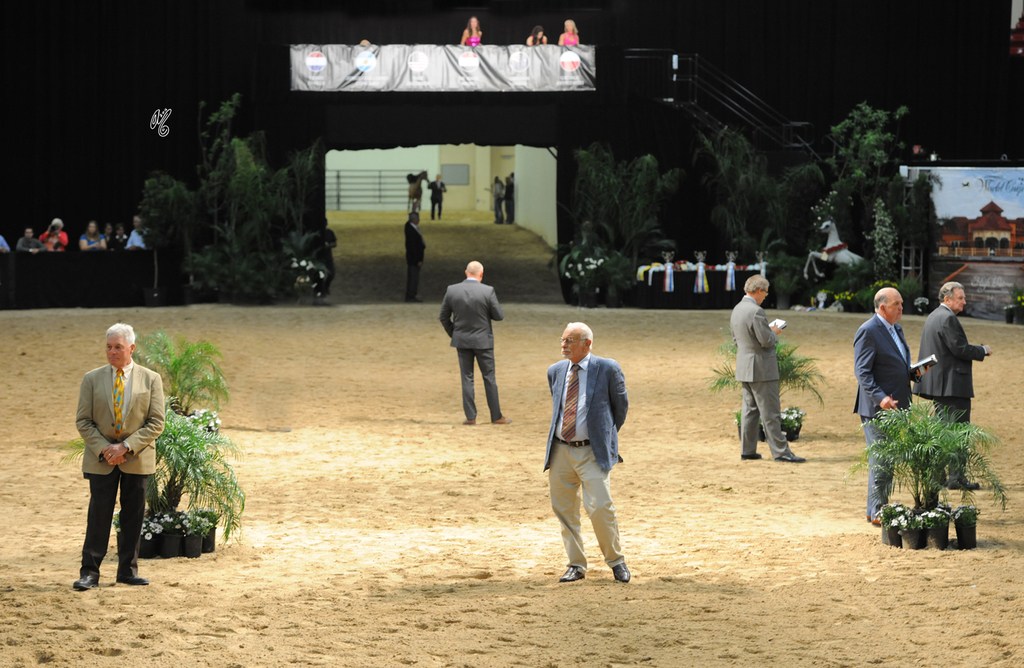 Lisa Abraham: 2016 Arabian Breeders World Cup: Las Vegas! Photo Album