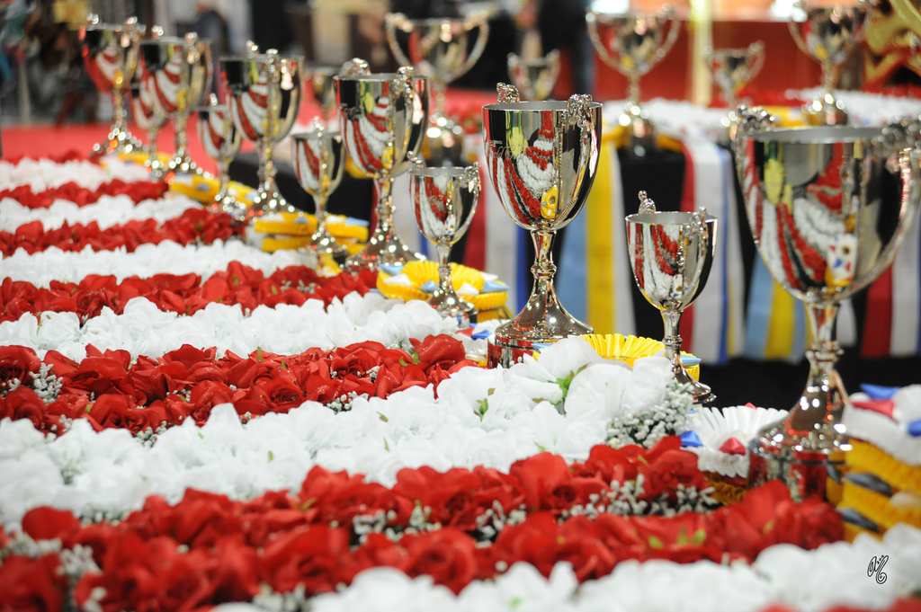 Lisa Abraham: 2016 Arabian Breeders World Cup: Las Vegas! Photo Album