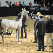 Yearling Filly: Diyannaa