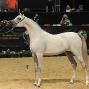 Junior Mare Gold Champion: Mozn Albidayer (S.M.A. Magic One X Mattaharii)
