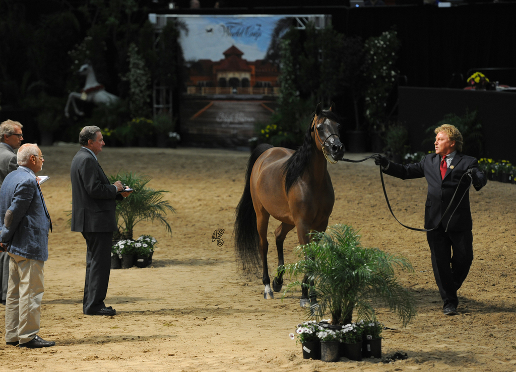 Senior Mare Silver Champion: Honey’s Delight RB (JJ Senor Magnum X Honeymoon FHP)
