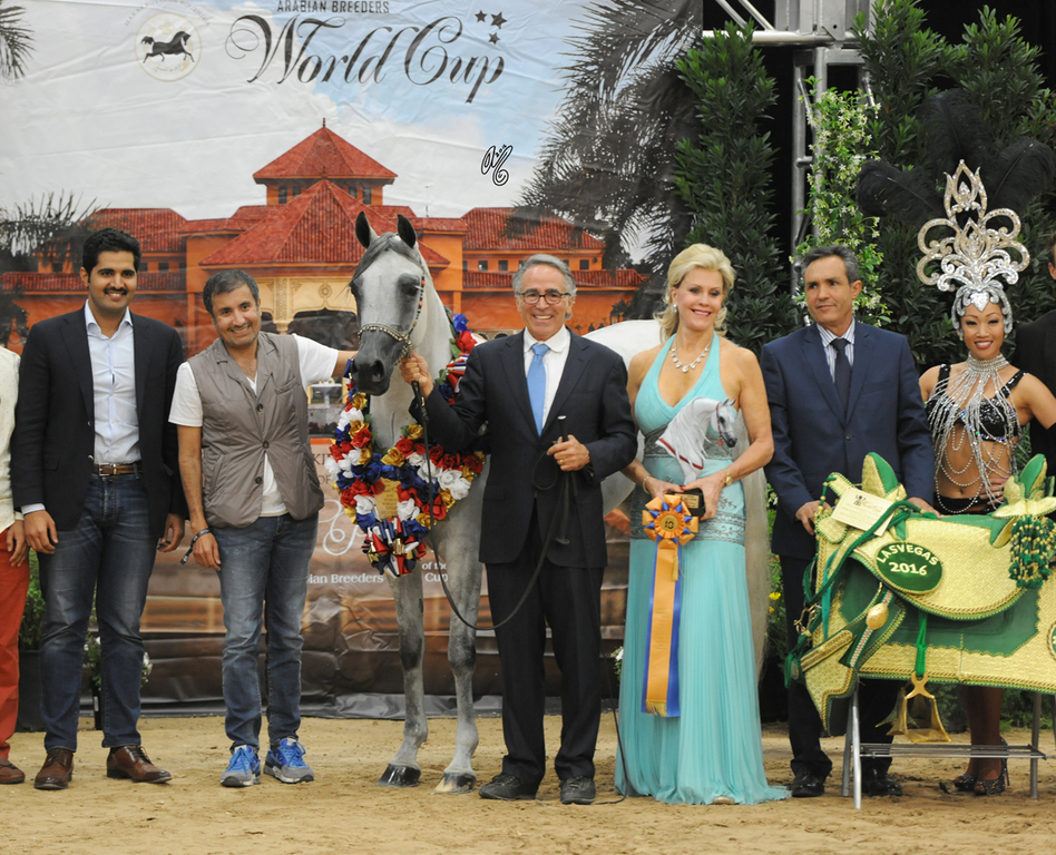 Senior Mare Gold Champion: Badiaa Al Shahania (Marwan Al Shaqab X Majalis)