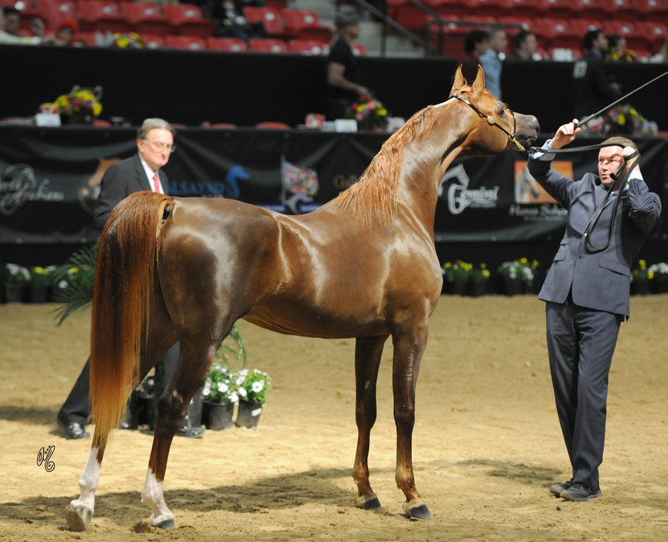 Junior Stallion Bronze Champion: Vangelis MI (DA Valentino X Always An Angel)