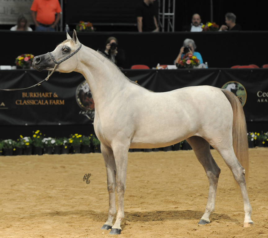 Junior Mare Gold Champion: Mozn Albidayer (S.M.A. Magic One X Mattaharii)