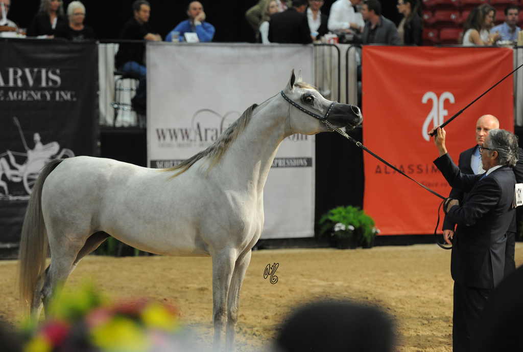 Junior Mare Gold Champion: Mozn Albidayer (S.M.A. Magic One X Mattaharii)