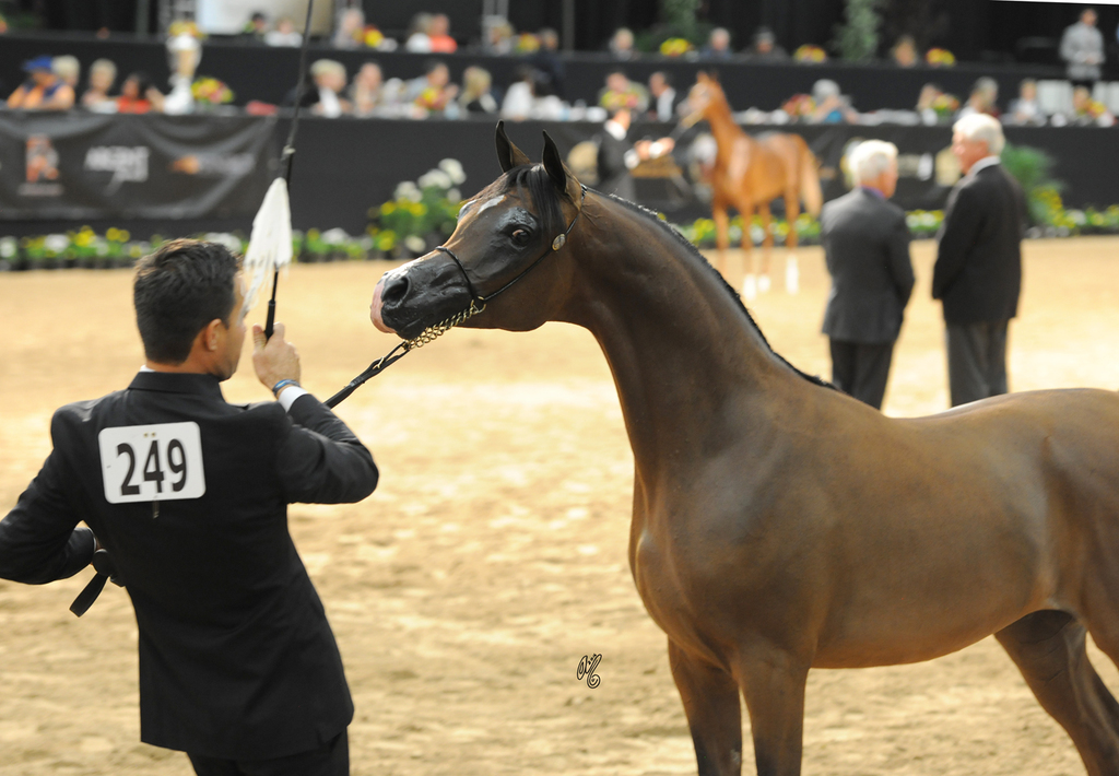 Yearling Colt Gold Champion: Rajj Albidayer (Marajj X Loredonna Z)