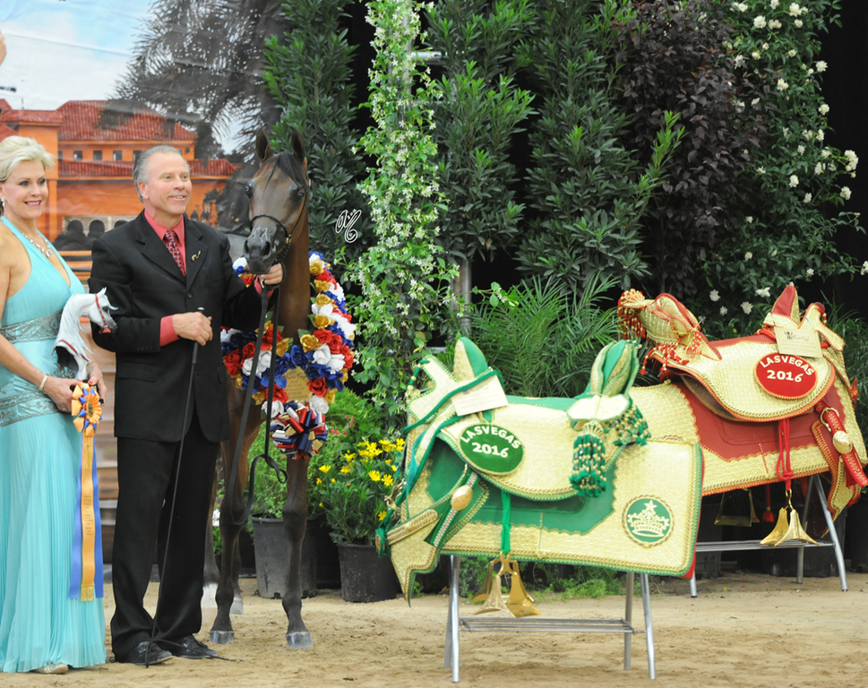 Yearling Filly Gold Champion: Mystic Magnolia PF (Ever After NA X Mystic Rose BHF)