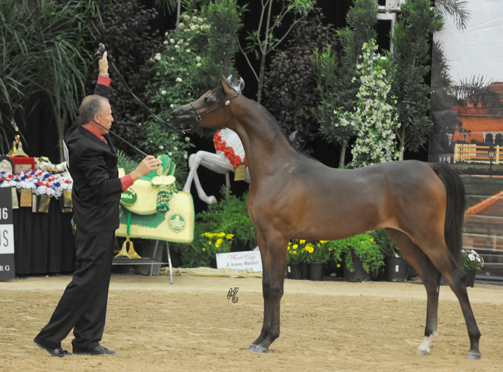 Yearling Filly Gold Champion: Mystic Magnolia PF (Ever After NA X Mystic Rose BHF)