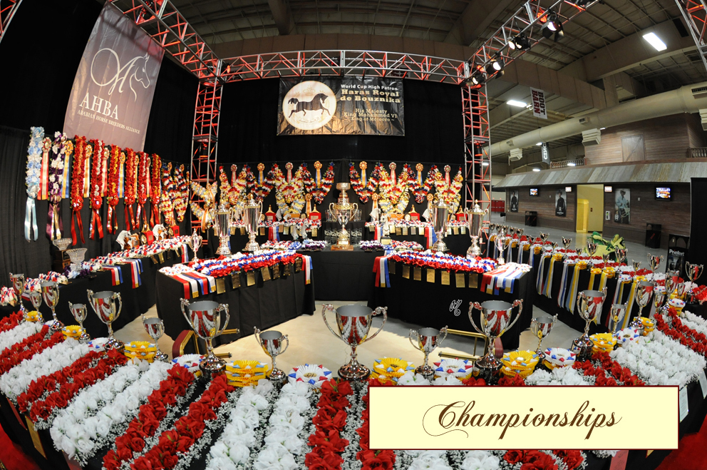 2016 Arabian Breeders World Cup: Las Vegas!